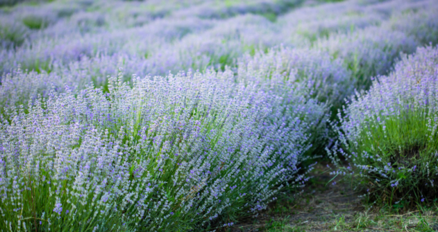 Rows of violet lavender flowers in Provence, France.