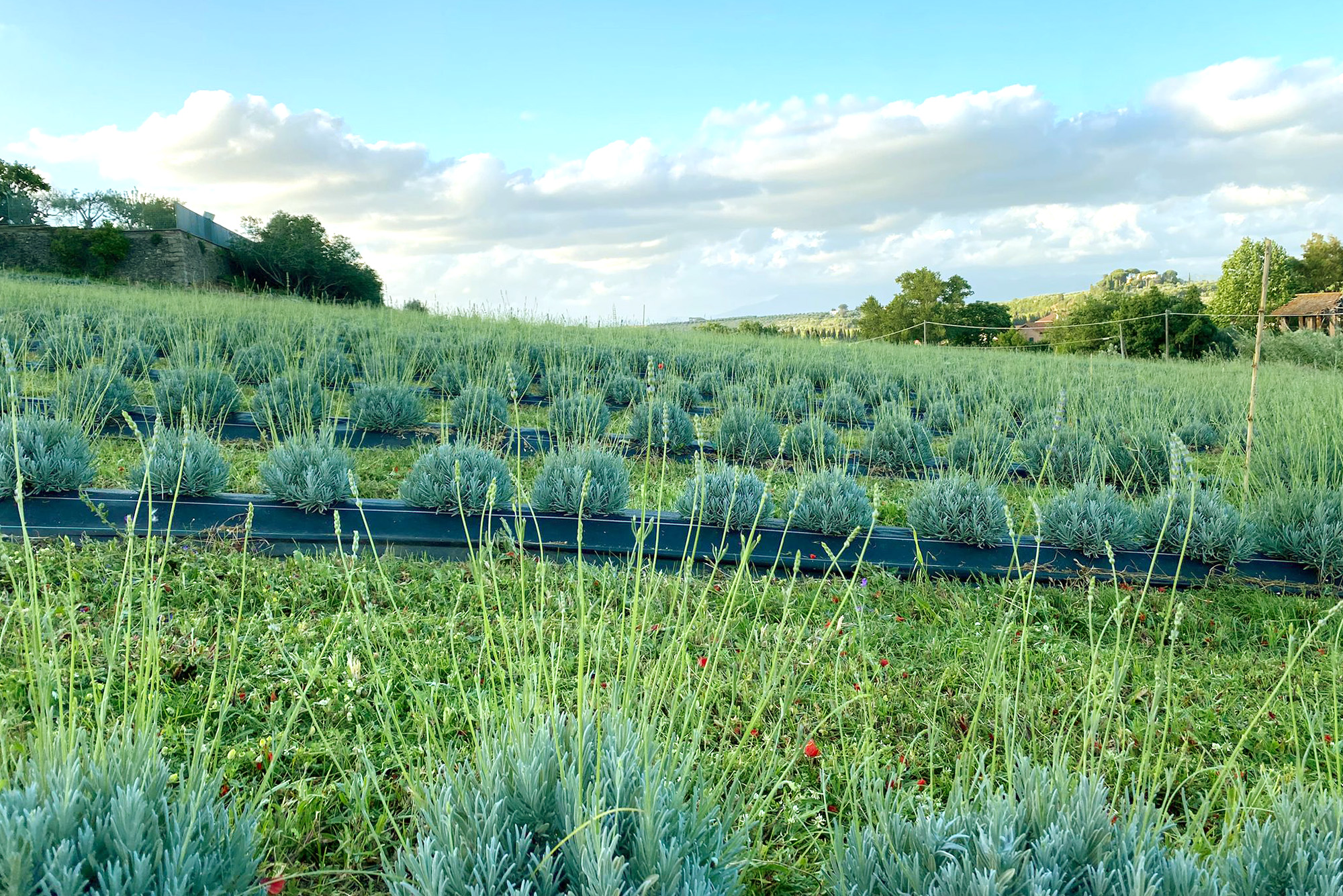 campo di lavanda_il campo verde